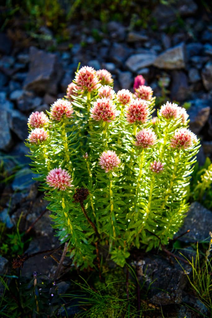 Queens Crown is a sedum with delicate pink flowers. This example was found along Stony Pass Road near Silverton, Colorado.