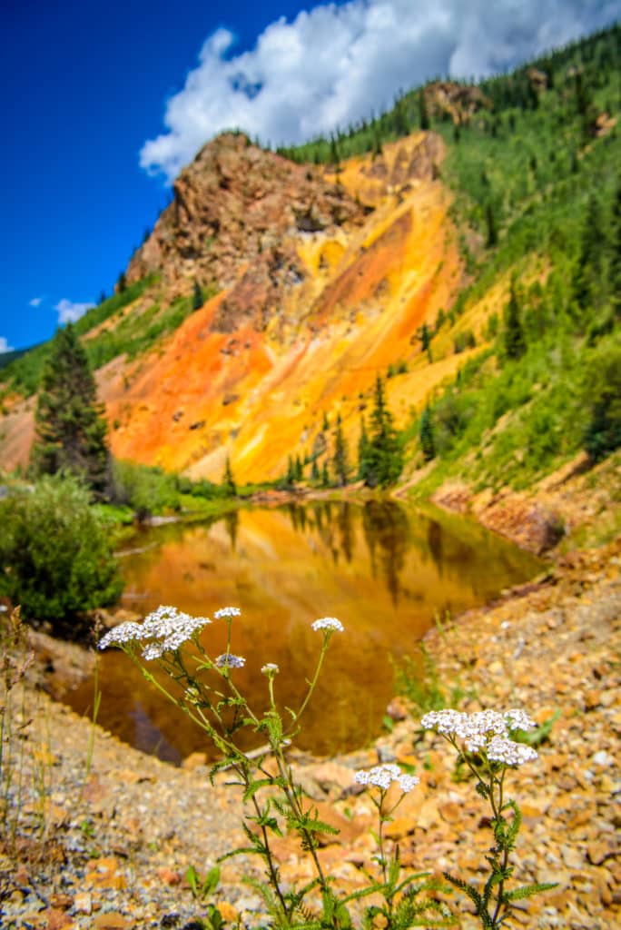A lone Yarrow plant softens the view of a mineralized hillside and run-off pond just north of Silverton, Colorado, on US 550.