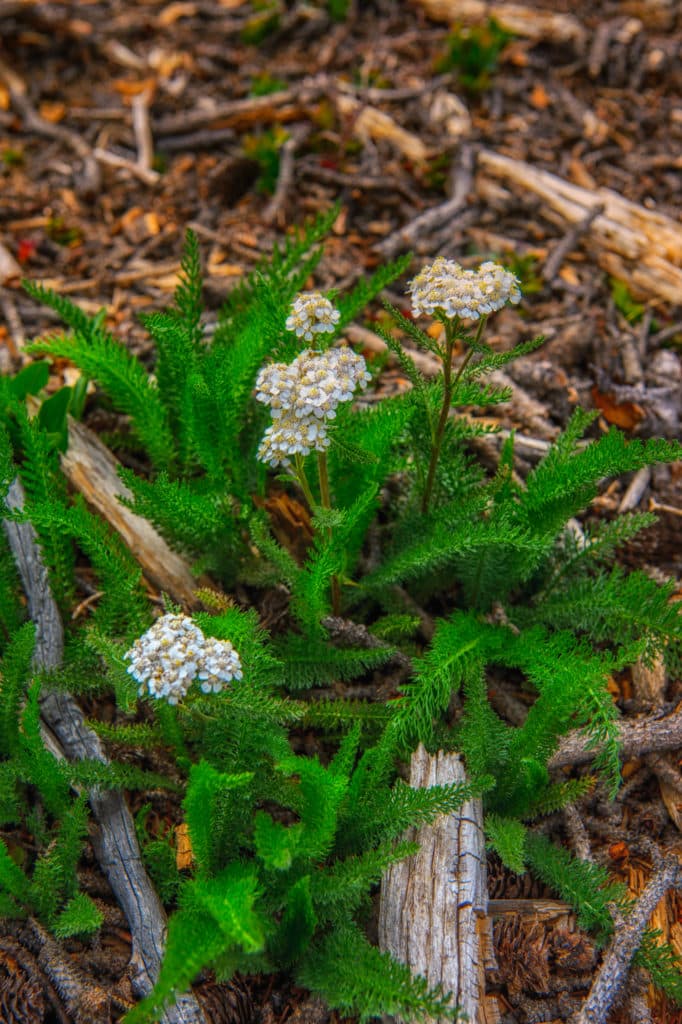 This Yarrow is growing along CO 149 near Slumgullion Pass. Due to the Spruce Bark Beetle infestation, wide swaths of forest on either side of the road have been cleared, creating an ideal environment for wildflowers.