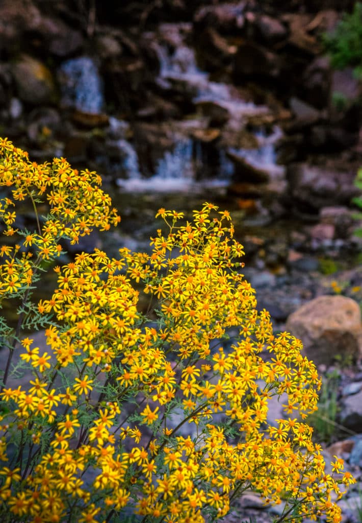 This ragwort grows near a cascade just off the Alpine Loop near Lake City, Colorado.