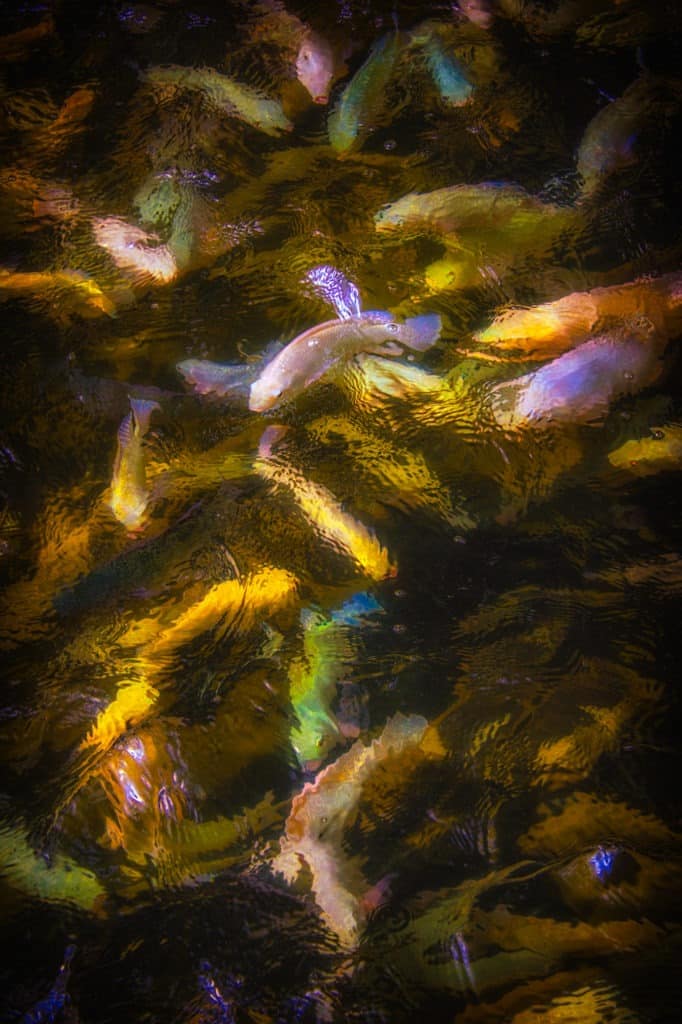 This school of tilapia is waiting to be fed. Colorado Gators also raises tilapia to help offset the cost of maintaining this reptile rescue, located near Hooper, Colorado, near Great Sand Dunes National Park.