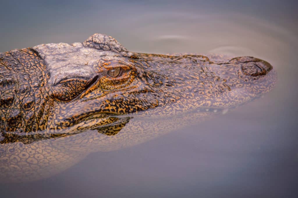 The light catches the golden eye of this American Alligator as he basks in the warm thermal pool at Colorado Gators near Hooper, Colorado.