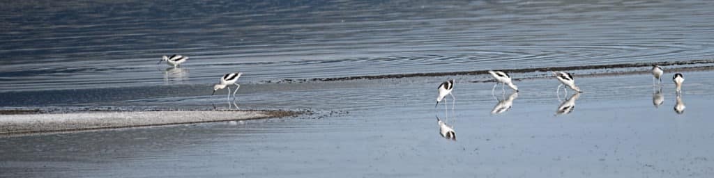 American Avocets feed along the shore of one of the several ponds located in the Blanca Wildlife Habitat Area in the San Luis Valley near Alamosa, Colorado.