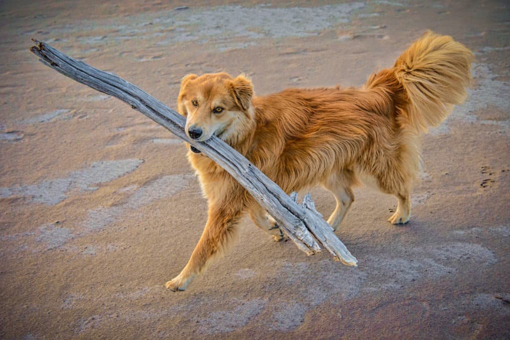Tukai, the Chow/Sharpei mix, enjoys prancing around with a big stick retreived from along Medano Creek in Great Sand Dunes National Park and Preserve, near Alamosa, Colorado.