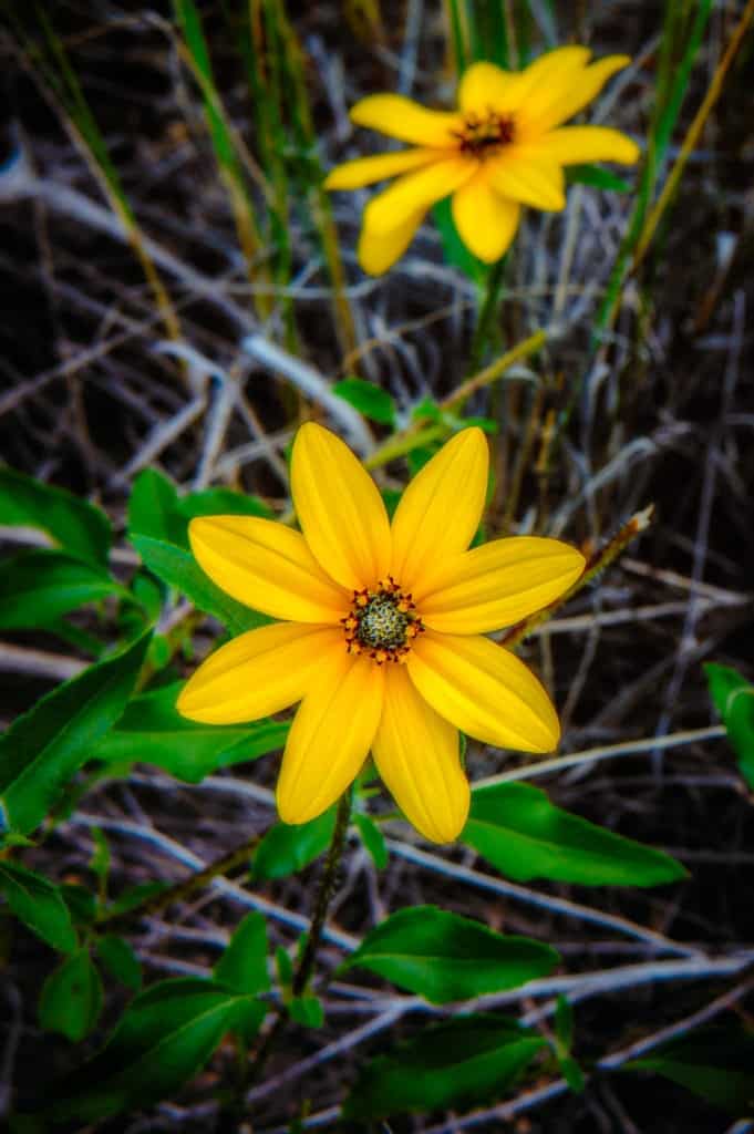 Most Prairie Sunflowers have ten or more rays; however, this example only has eight rays and seems completely fulfilled.