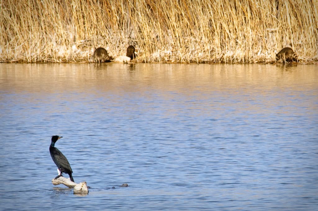 Double-crested cormorant eyes a trio of racoons scavenging the shore of his chosen pond in Bosque del Apache National Wildlife Refuge, near Socorro, New Mexico.  To appear in The Carnivores of New Mexico.