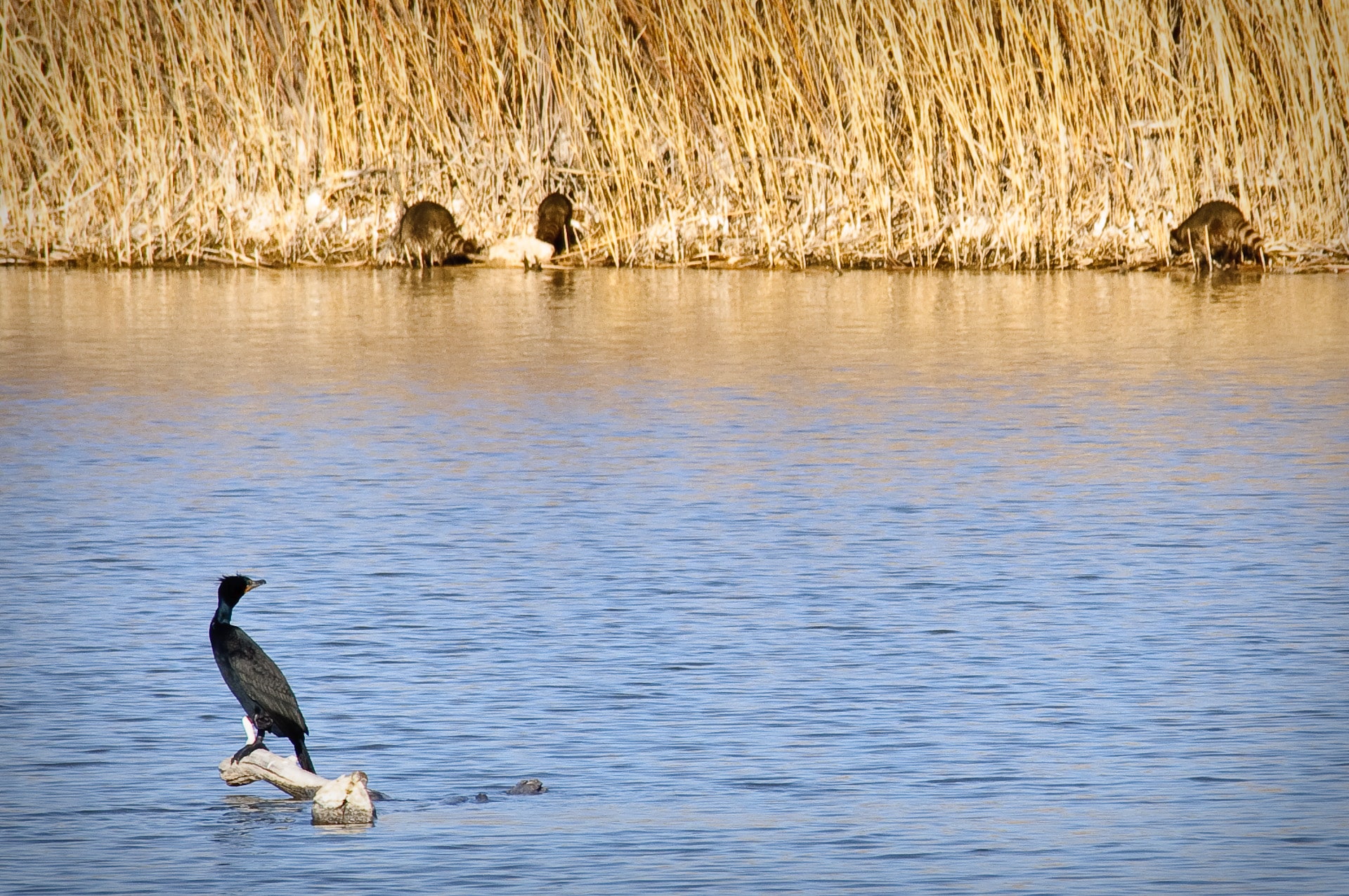 Double-crested cormorant eyes a trio of racoons scavenging the shore of his chosen pond in Bosque del Apache National Wildlife Refuge, near Socorro, New Mexico.