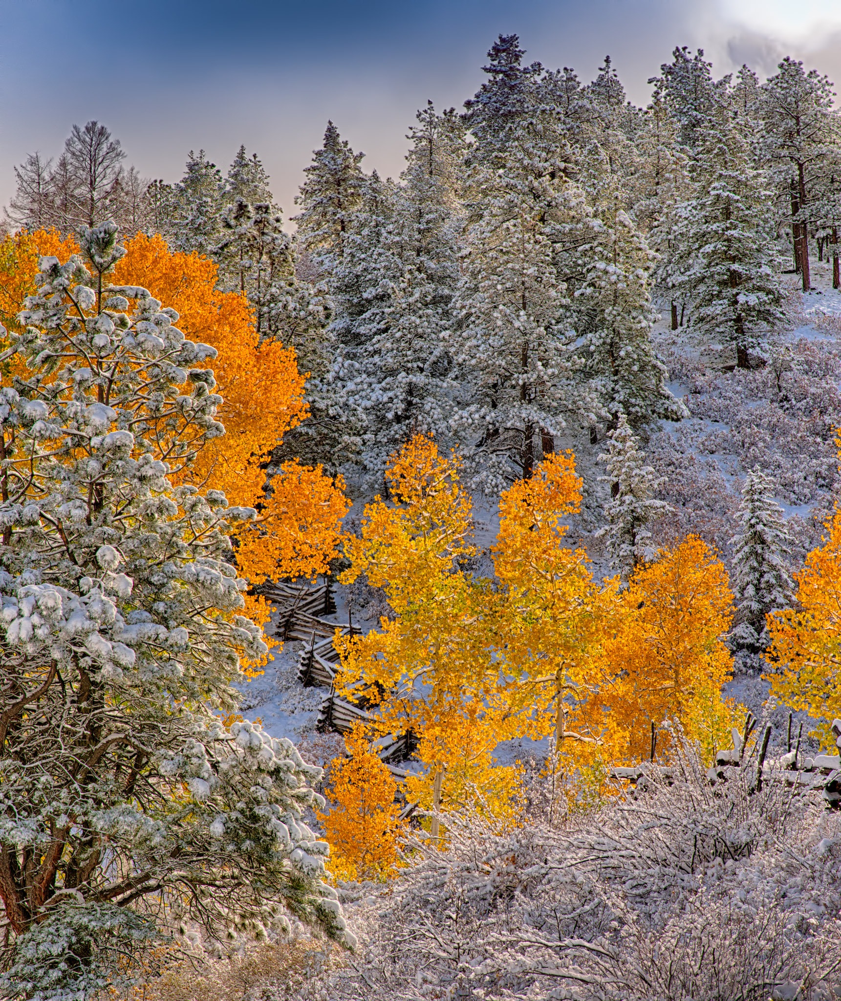 Early snow highlights autumn aspens which frame a rustic zig-zag fence off CR 5 near Ridgway, Colorado.