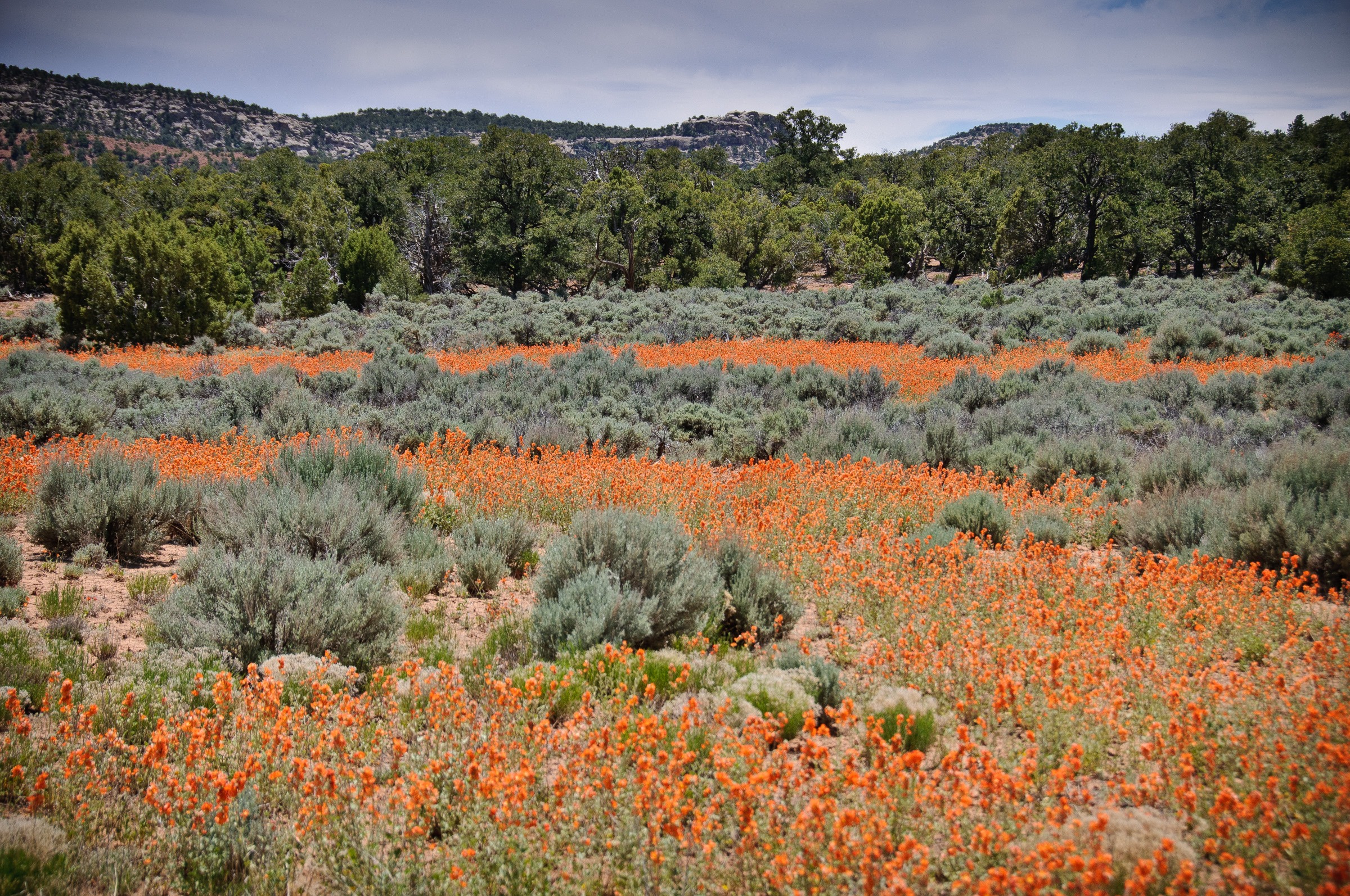 Dense growth of Globe Mallow along the Burr Trail in Capitol Reef Natioal Prk.