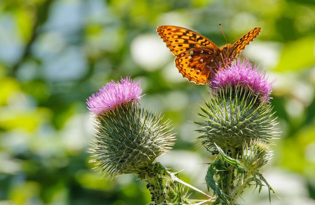 A Lycaena phlaeas, or copper butterfly, lights on a thistle in Glacier National Park in Montana.