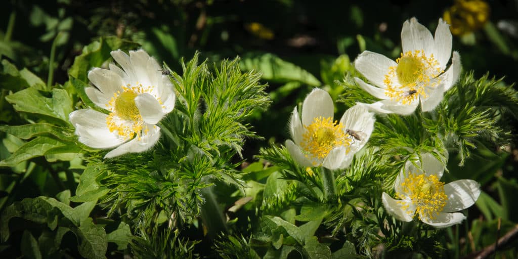 Western Pasque Flowers are attractive to insects near Logan Pass in Glacier National Park, Montana.