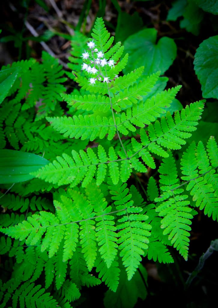 Western Oakfern is brilliant in a secluded forest in Glacier National Park, Montana.