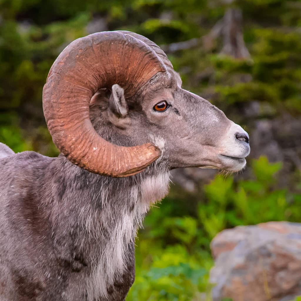 A Big Horn ram poses at Logan Pass on the Going-to-the-Sun Road in Glacier National Park, Montana.