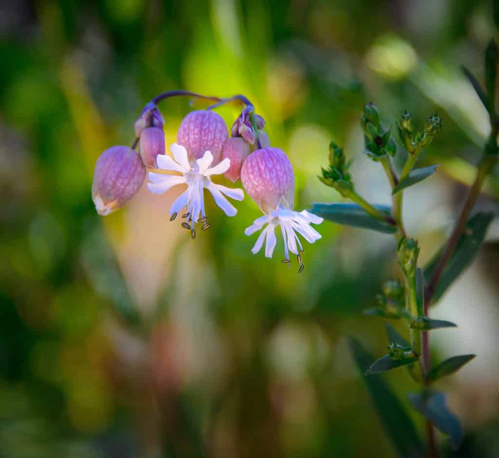 A bladder campion grows near a meadow in Glacier National Park in Montana.