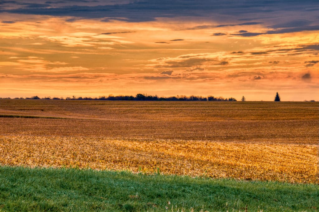 Stubble of corn stalks in an Iowa field.