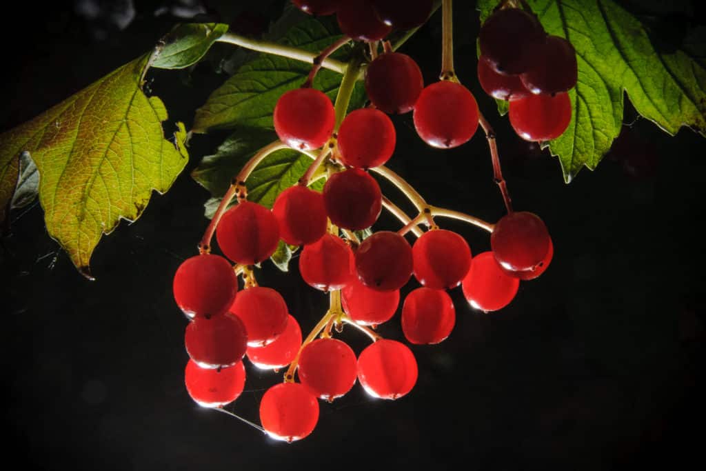 The redcurrant, or red currant is a member of the genus Ribes in the gooseberry family. This specimen grows in Johnson Lake State Recreational Area, Nebraska.