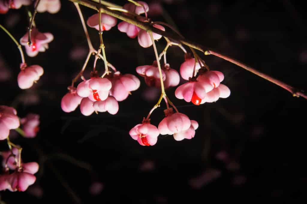 Euonymus europaeus pink berries ripen and break open revealing a red berry inside. Located in Johnson Lake State Recreational Area, Nebraska.