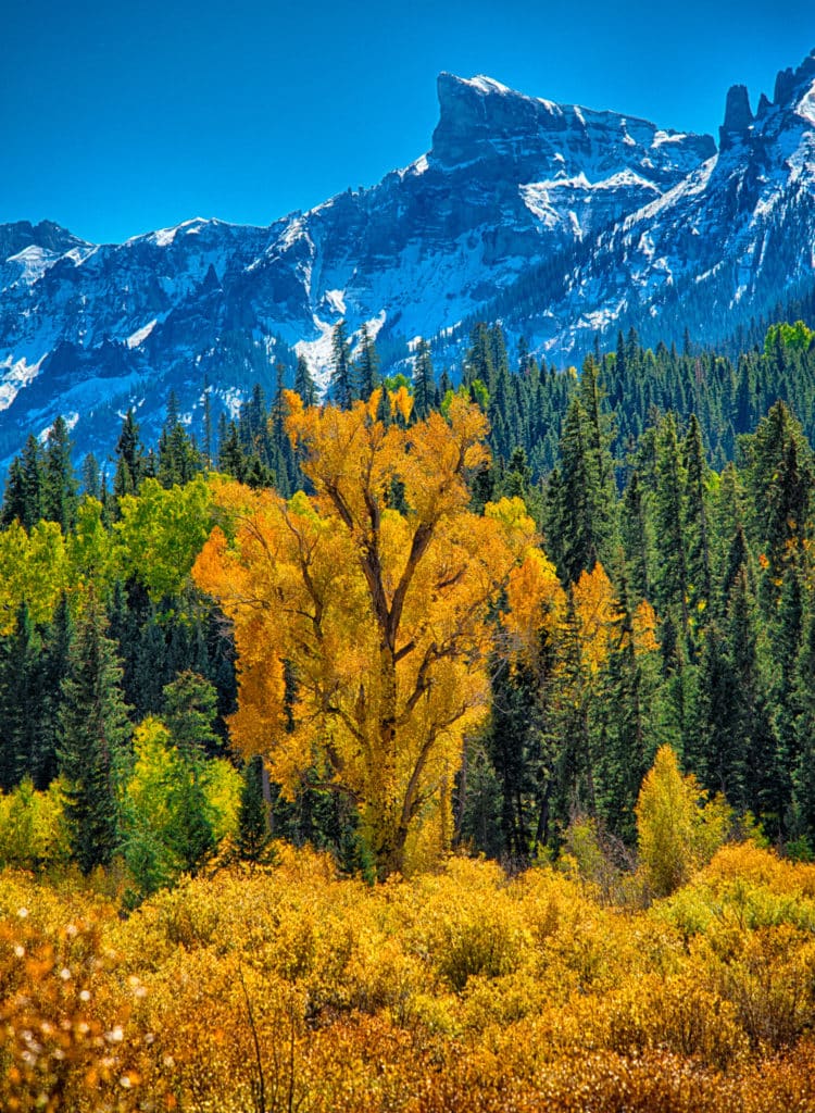A brilliant yellow narrow-leaf cottonwood stands along the East Fork of the Cimarron River with snowy mountains in the distance, as seen from Forest Road 858 near Silver Jack Reservoir.