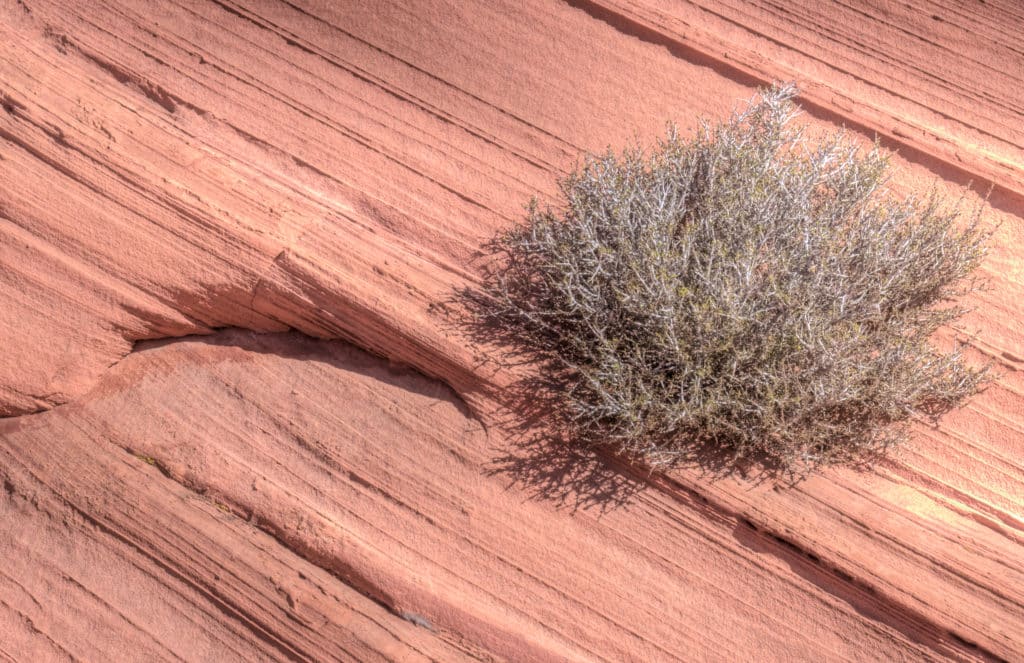 Bush growing on the side of a sandstone teepee in the Paw Hole area of South Coyote Buttes in the Vermillion Cliffs National Monument.