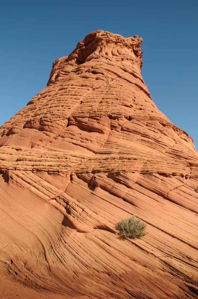 Bush growing on the side of a sandstone teepee in the Paw Hole area of South Coyote Buttes in the Vermillion Cliffs National Monument.