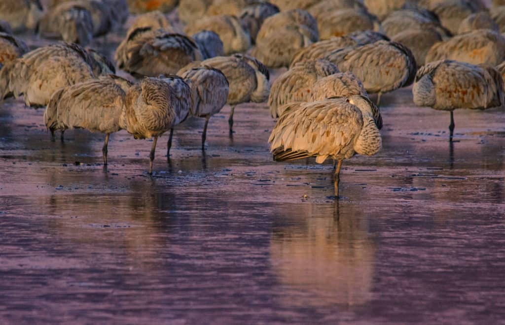 Slumbering Sandhill cranes standing in icy water before dawn at the Bosque del Apache National Wildlife Refuge, near Socorro, New Mexico. Notice that the surface of the pond has frozen around the legs of the cranes and that each crane is standing on only one leg - all to conserve heat.