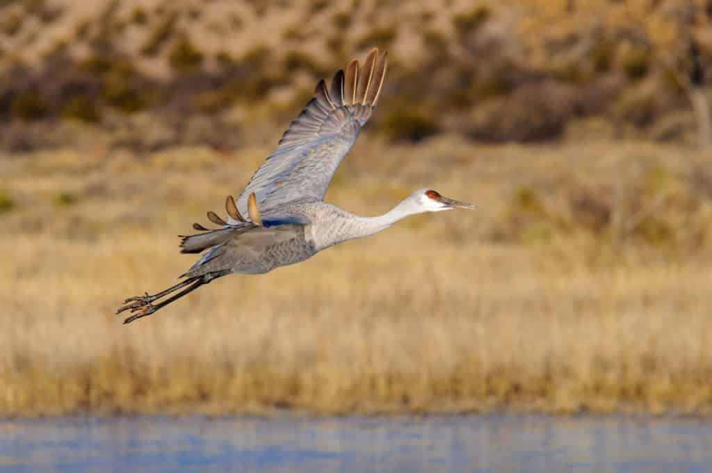 Sandhill Crane makes its morning departure from  the Bosque del Apache National Wildlife Refuge, near Socorro, New Mexico.