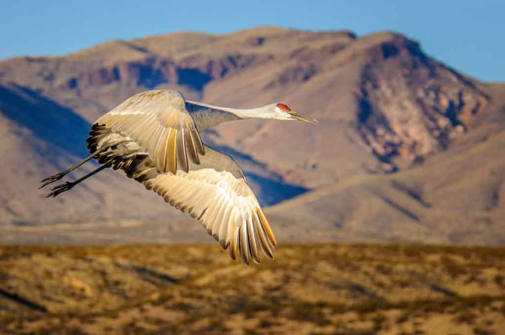 Sandhill Crane makes its morning departure from  the Bosque del Apache National Wildlife Refuge, near Socorro, New Mexico.