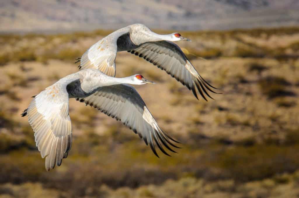 Sandhill Cranes make their morning departure from  the Bosque del Apache National Wildlife Refuge, near Socorro, New Mexico.