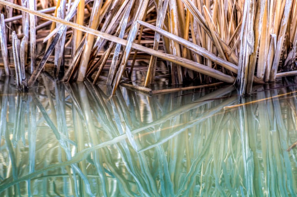 A closeup of the shoreline of one of the ponds in Bosque del Apache Wildlife Refuge showing shore grasses reflected in the water.