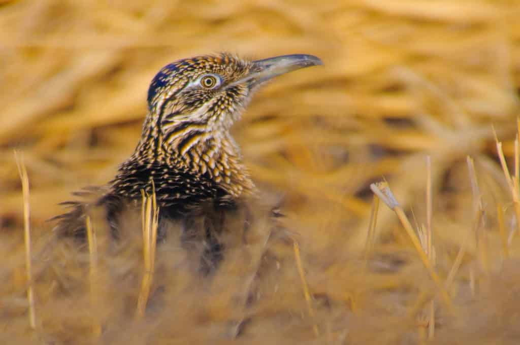 A Road Runner sitting on in the grass spies us as we try to photograph him in Bosque del Apache near Socorro, New Mexico.