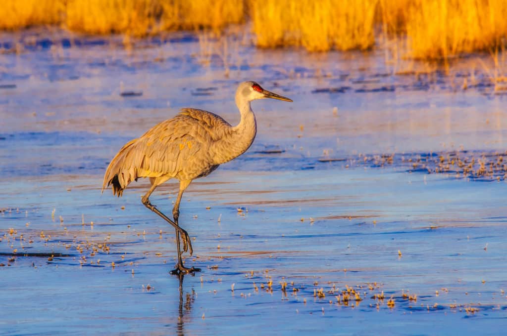 A Sandhill Crane walks across the ice atop the pond where it spent the night.