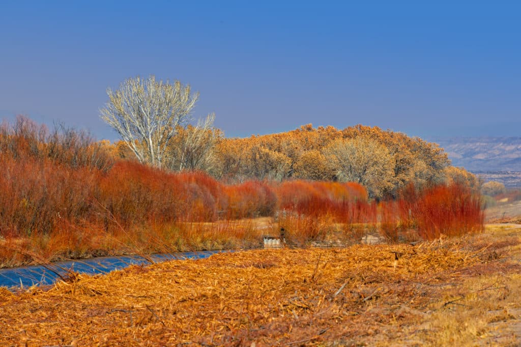 Goodings and coyote willows glow red and orange along the waterways in Bosque del Apache National Wildlife Refuge near Socorro, New Mexico.