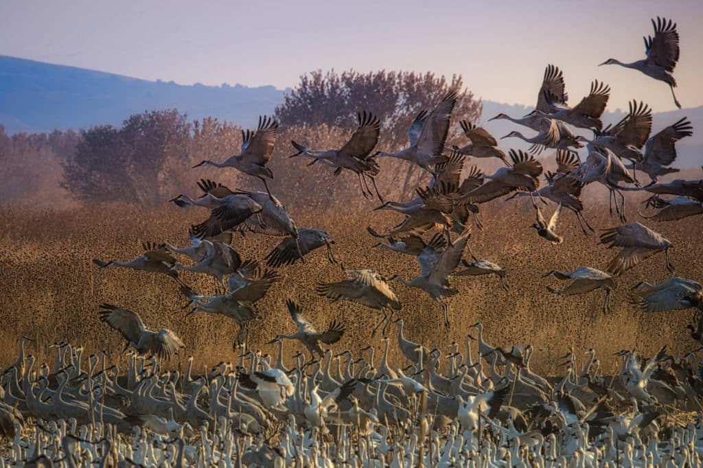 A group of Sandhill Cranes take off from a pond, where they had been roosting with Snow Geese, in Bosque del Apache near Socorro, New Mexico.