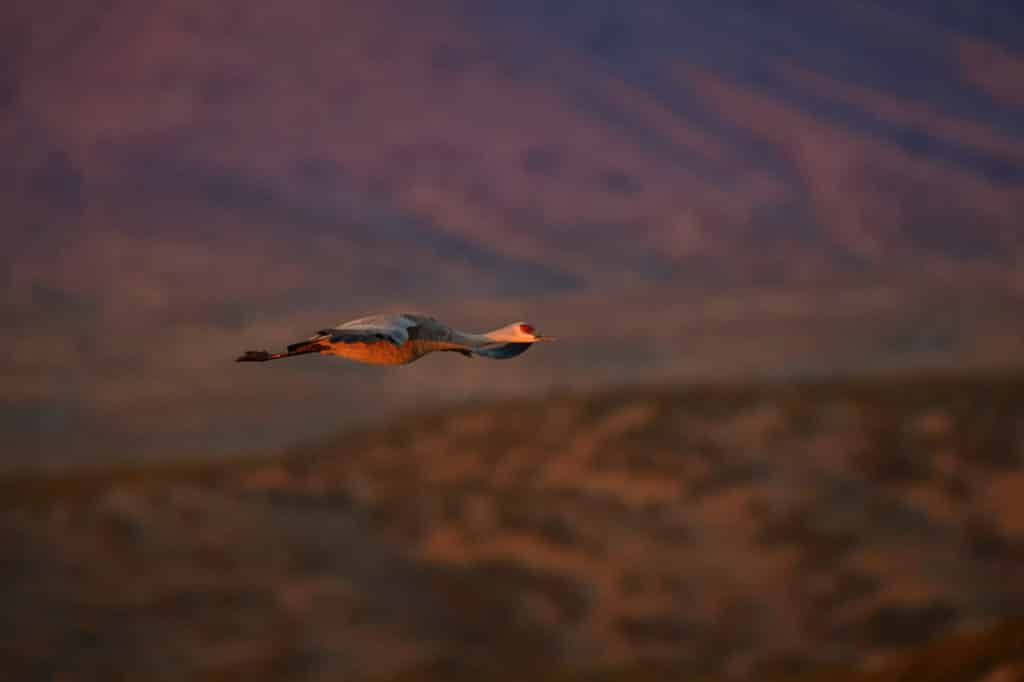 A lone Sandhill Crane glides through the dawn light to join other cranes feeding in the nearby cornfields in Bosque del Apache National Wildlife Refuge in New Mexico.