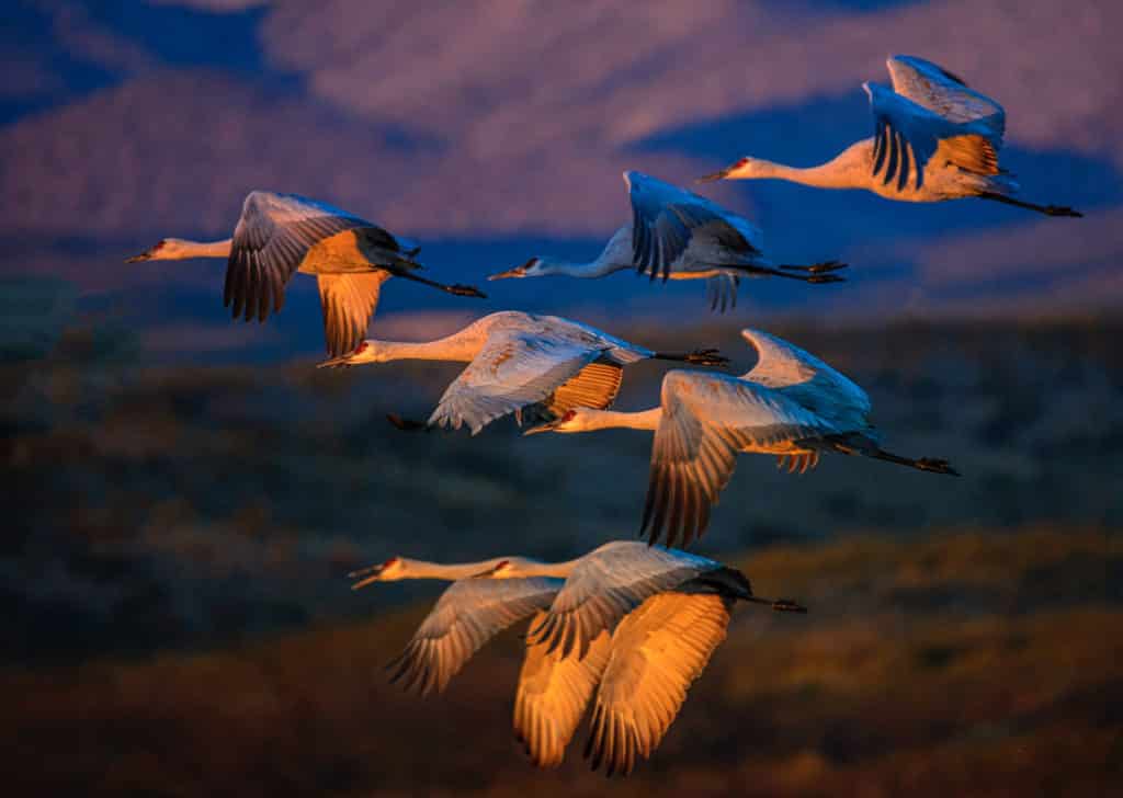 A group of Greater Sandhill Cranes have just taken off from the over-night pon to begin a long day of feeding in nearby corn fields in Bosque del Apache National Wildlife Refuge in New Mexico. One of several new Bosque del Apache photographs.