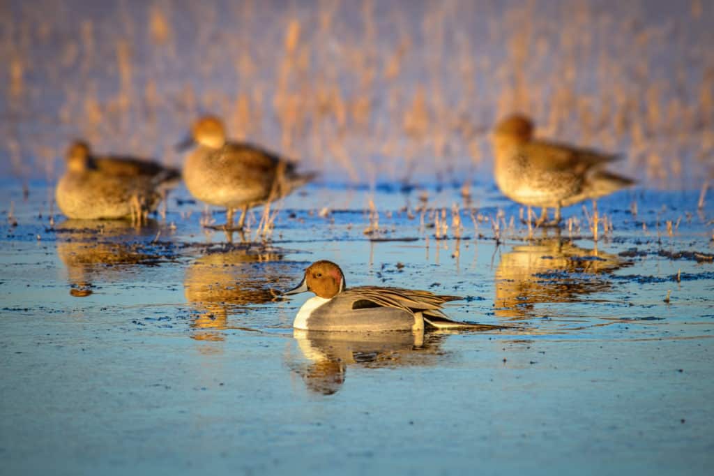 Northern Pintail ducks feed in a pond in Bosque del Apache National Wildlife Refuge near Socorro, New Mexico.