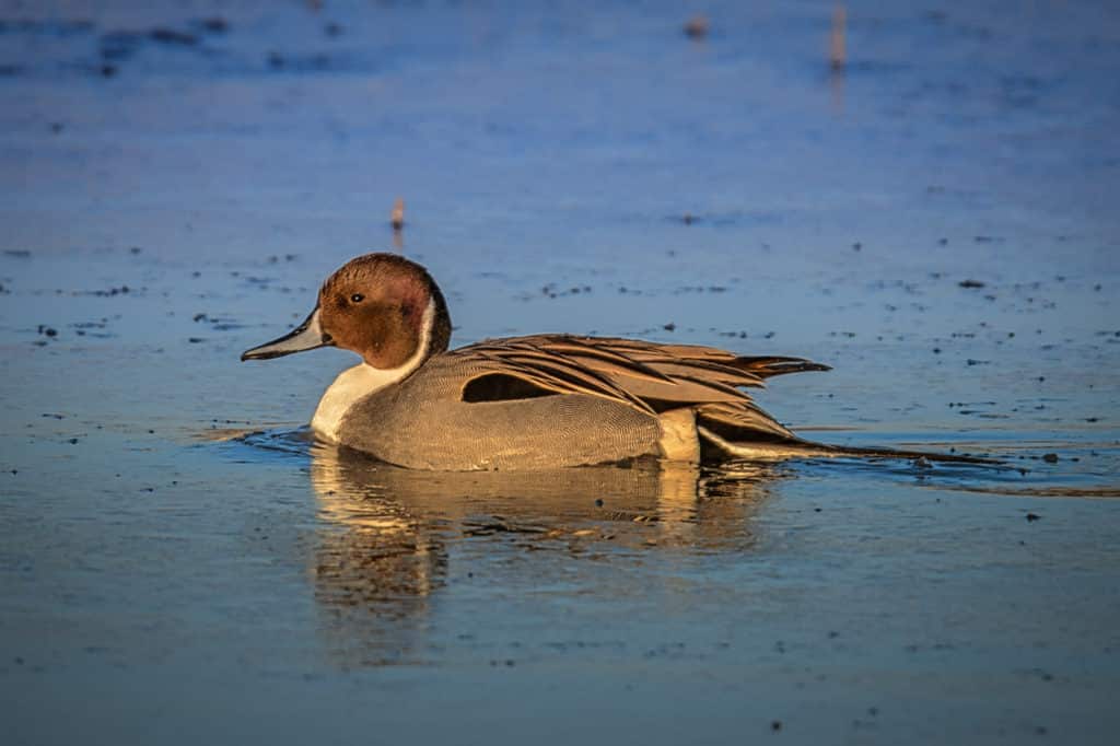 A Northern Pintail Duck cruises in a pond in Bosque del Apache National Wildlife Refuge near Socorro, New Mexico.