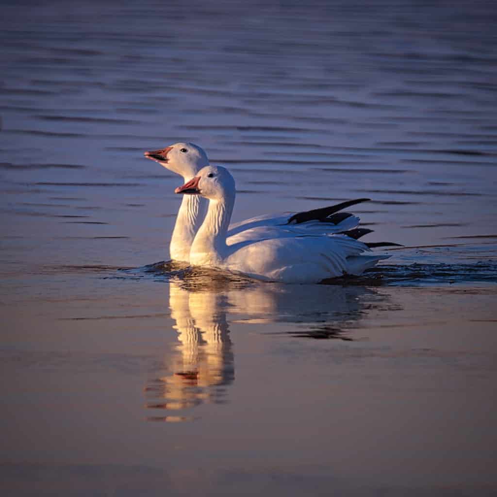 A pair of Snow Geese take a swim in a pond in Bosque del Apache National Wildlife Refuge near Socorro, New Mexico.