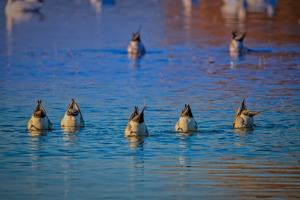 Pintail ducks dip for food in one of the ponds in Bosque del Apache National Wildlife Refuge near Socorro, New Mexico.