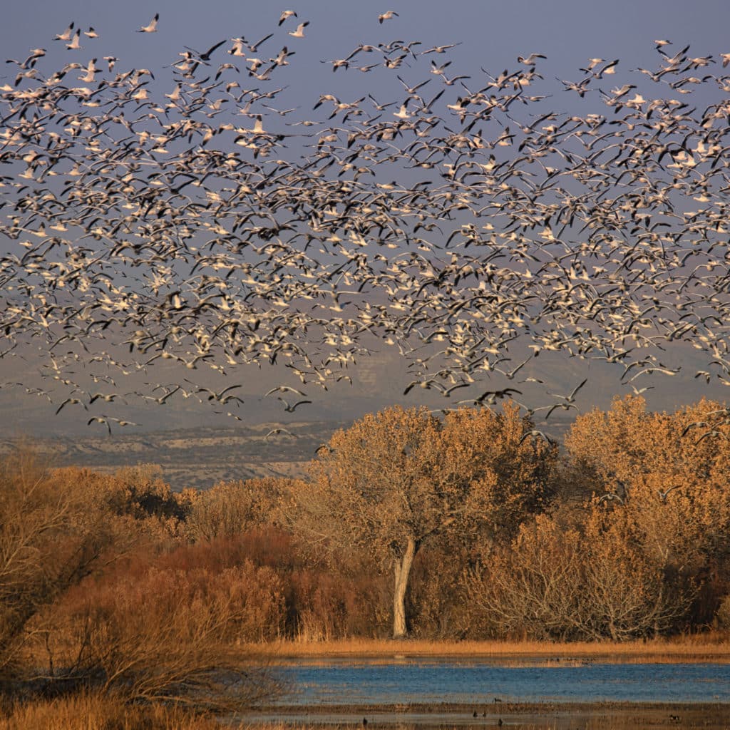 Snow Geese take flight from a pond located in Bosque del Apache National Wildlife Refuge near Socorro, New Mexico.