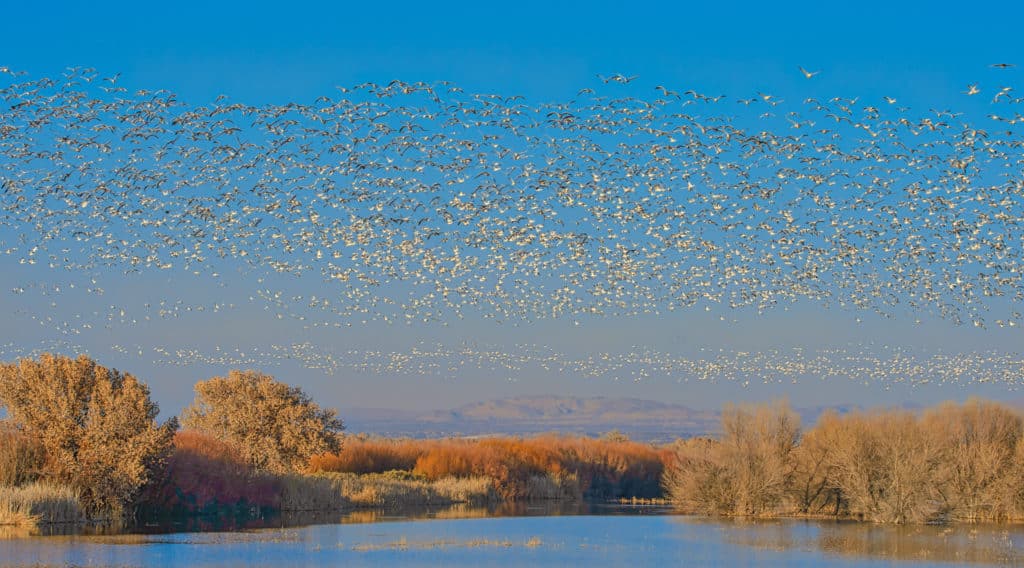 Snow Geese take flight from a pond located in Bosque del Apache National Wildlife Refuge near Socorro, New Mexico.