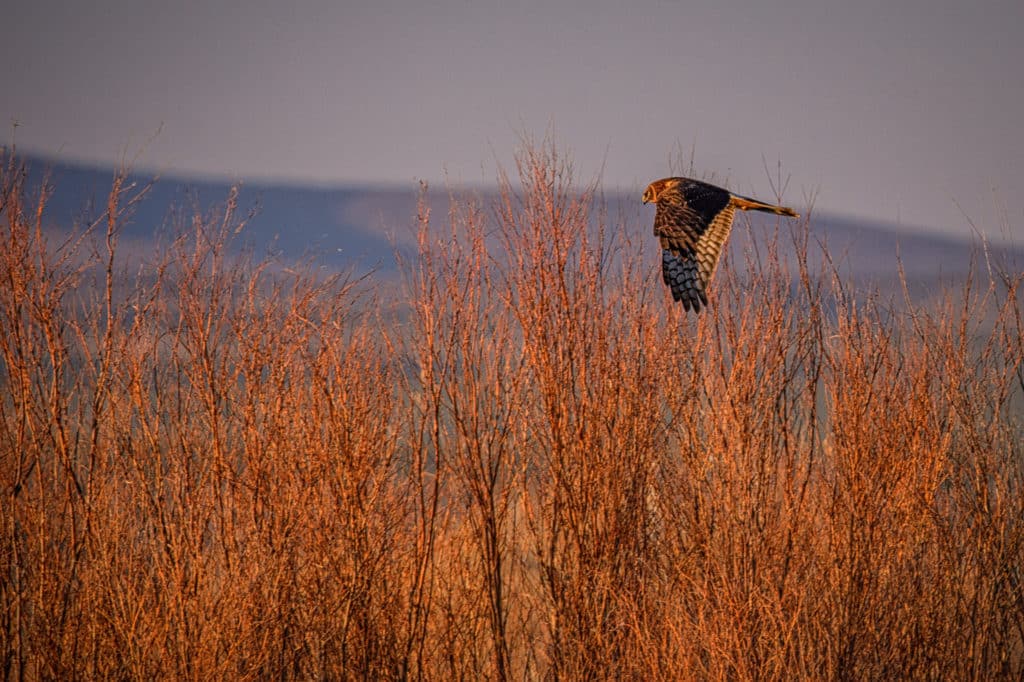 This female Northern Harrier is hovering over the weedy verge between an access road and a pond in Bosque del Apache National Wildlife Refuge near Socorro, New Mexico