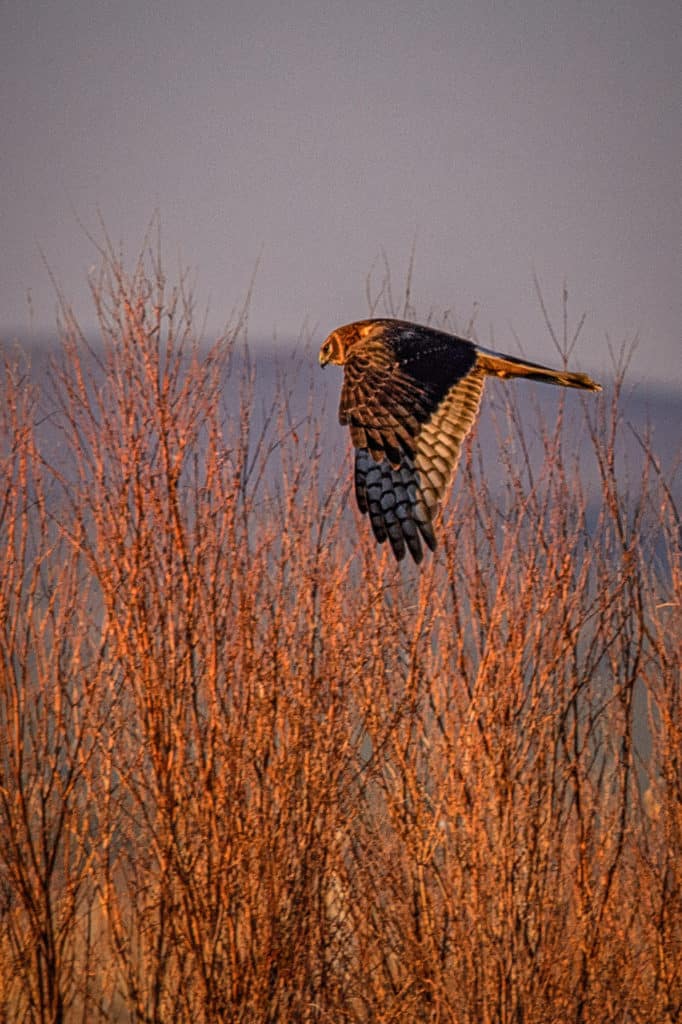 This female Northern Harrier is hovering over the weedy verge between an access road and a pond in Bosque del Apache National Wildlife Refuge near Socorro, New Mexico