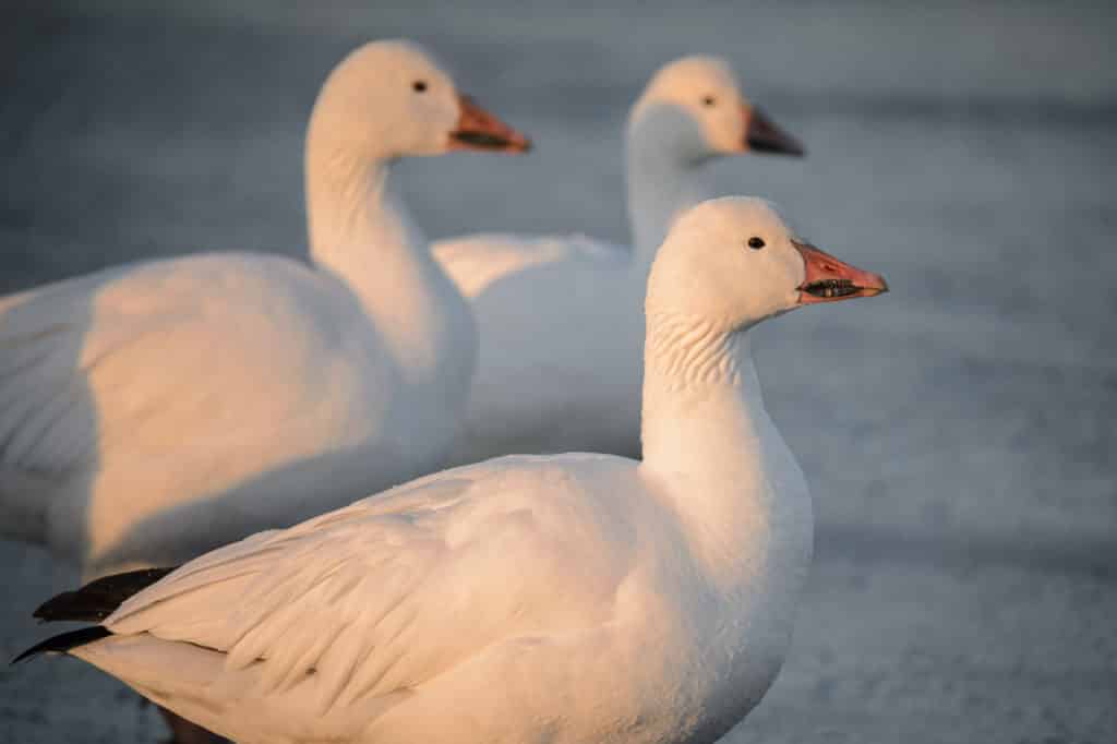 The black pattern on the meaks of these snow geese is called a grin patch. It is an identification characteristic for Snow Geese. These birds were photographed in Bosque del Apache National Wildlife Refuge near Socorro, New Mexico.