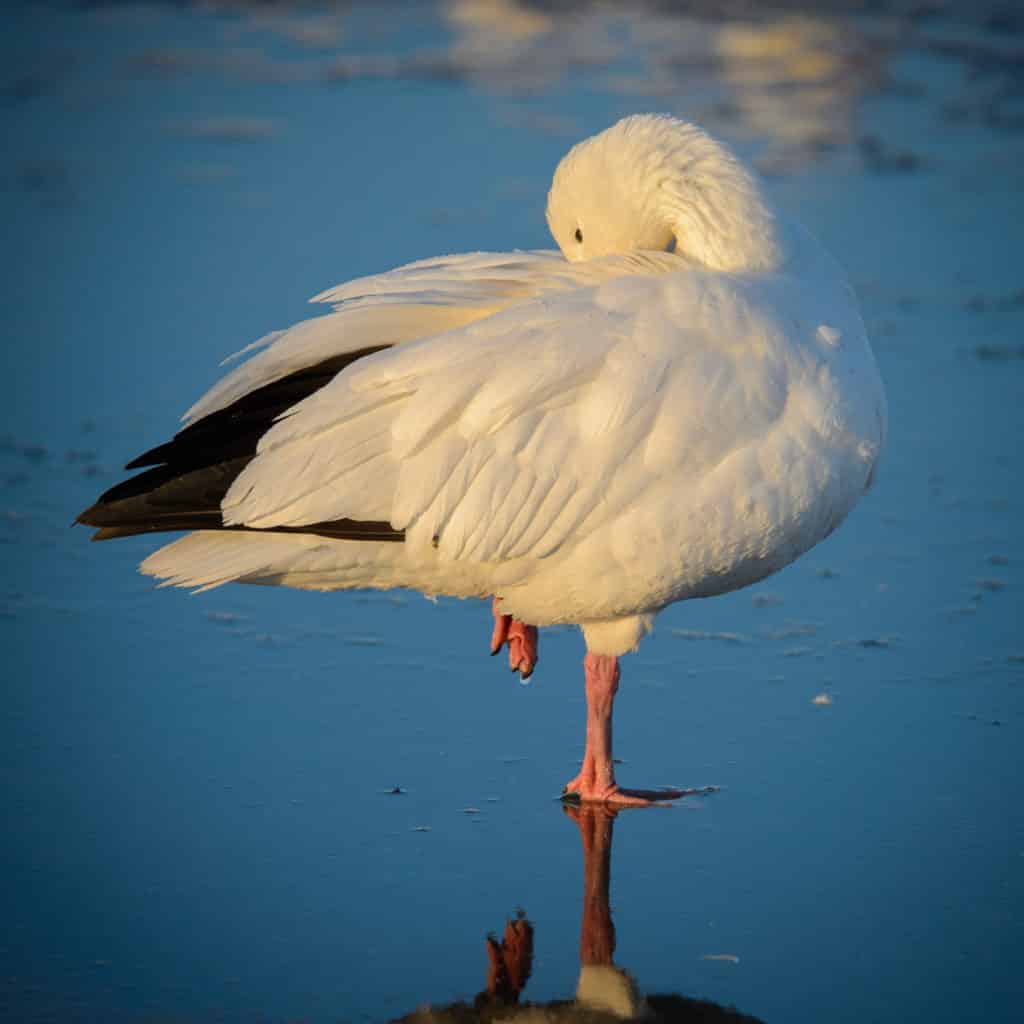 This Snow Goose was photographed on a pond in Bosque del Apache National Wildlife Refuge near Socorro, New Mexico.