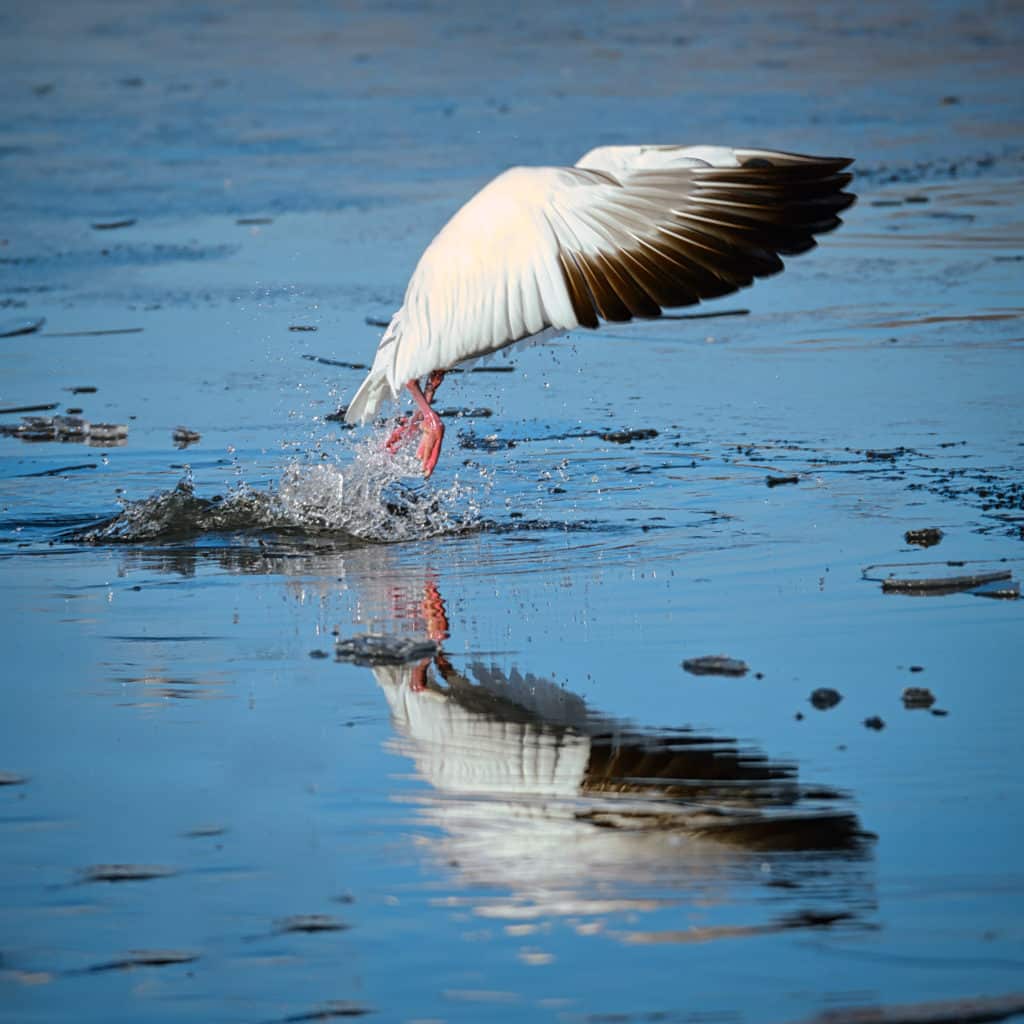 This Snow Goose was photographed on a pond in Bosque del Apache National Wildlife Refuge near Socorro, New Mexico.