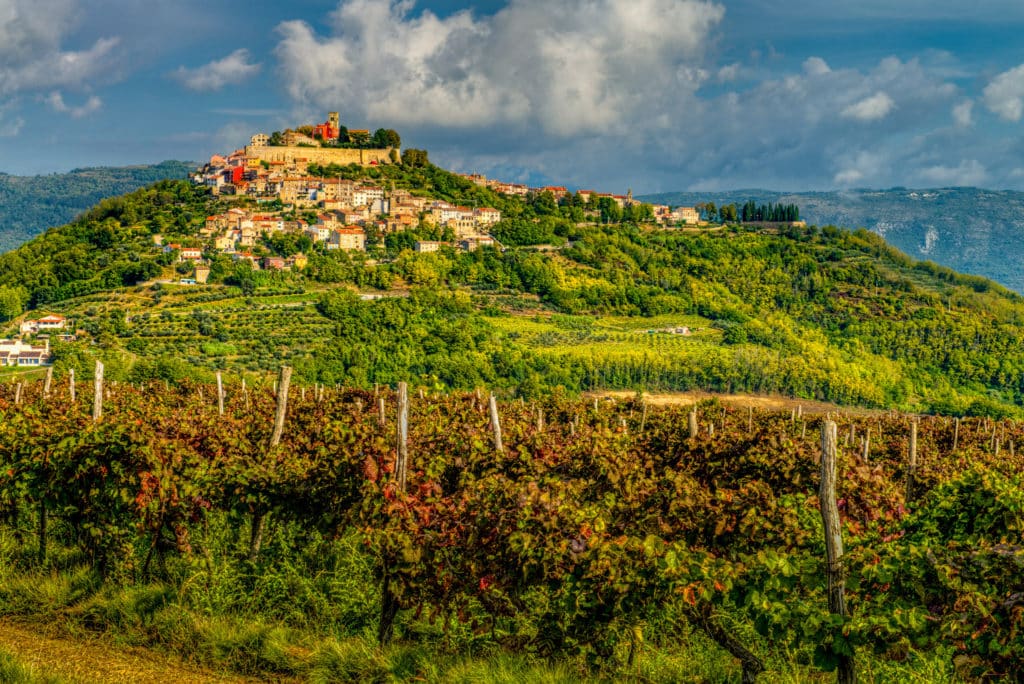 Looking westward toward the hilltop Medieval Istrian village of Motovun, Croatia, with vineyards in the foreground.
