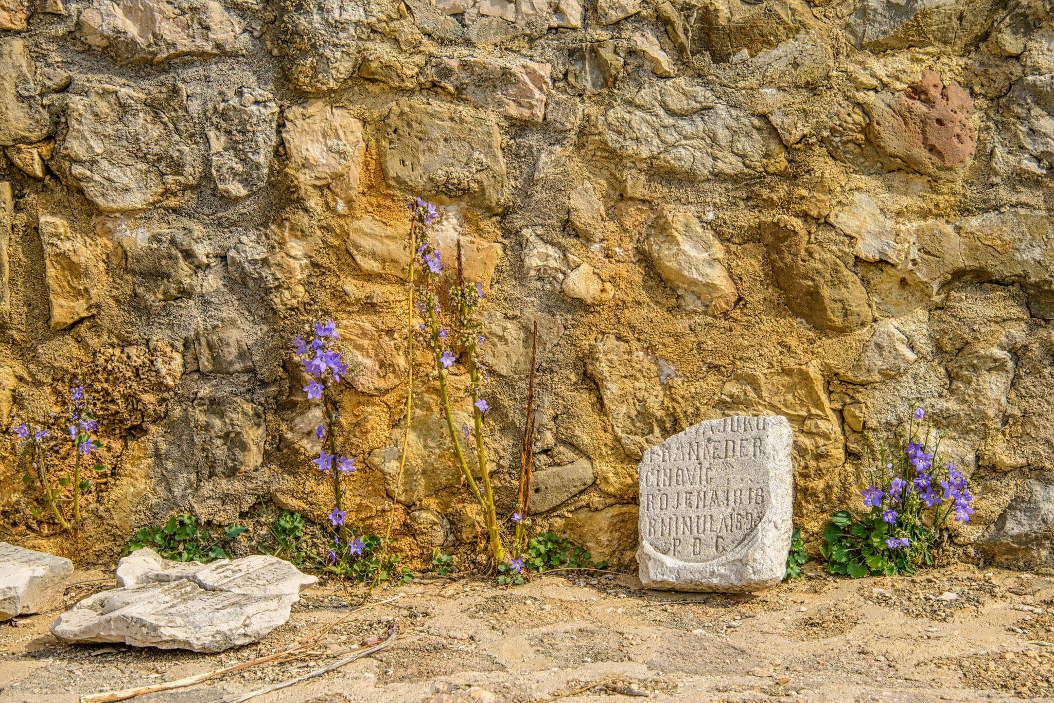 Remnants of monastery walls with campanula at the Church of St. Lucy on the island of Krk, Croatia