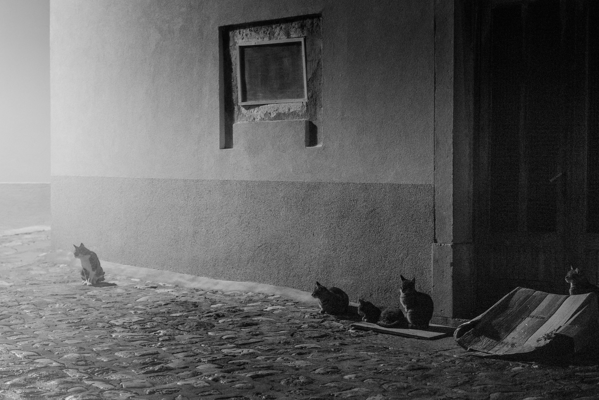 Several cats sit along a cobbled street on a foggy night in the the old town of Krk on the island of Krk in Croatia.