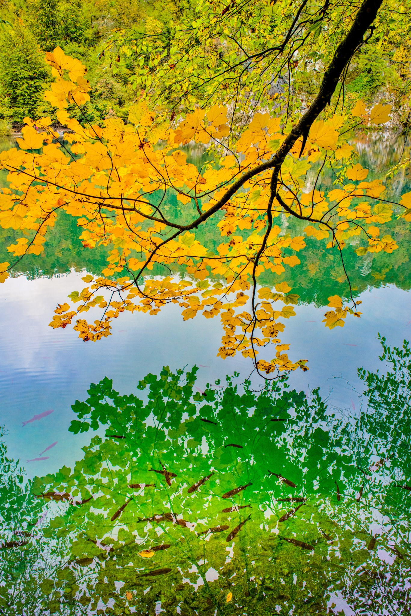 Yellow fall leaves reflect in the fish-filled emerald green water of Plitvice Lakes National Park in Croatia.
